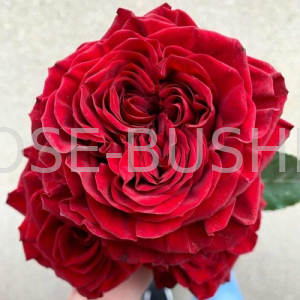 ����� ���. Mayras Red. (��, ����.)